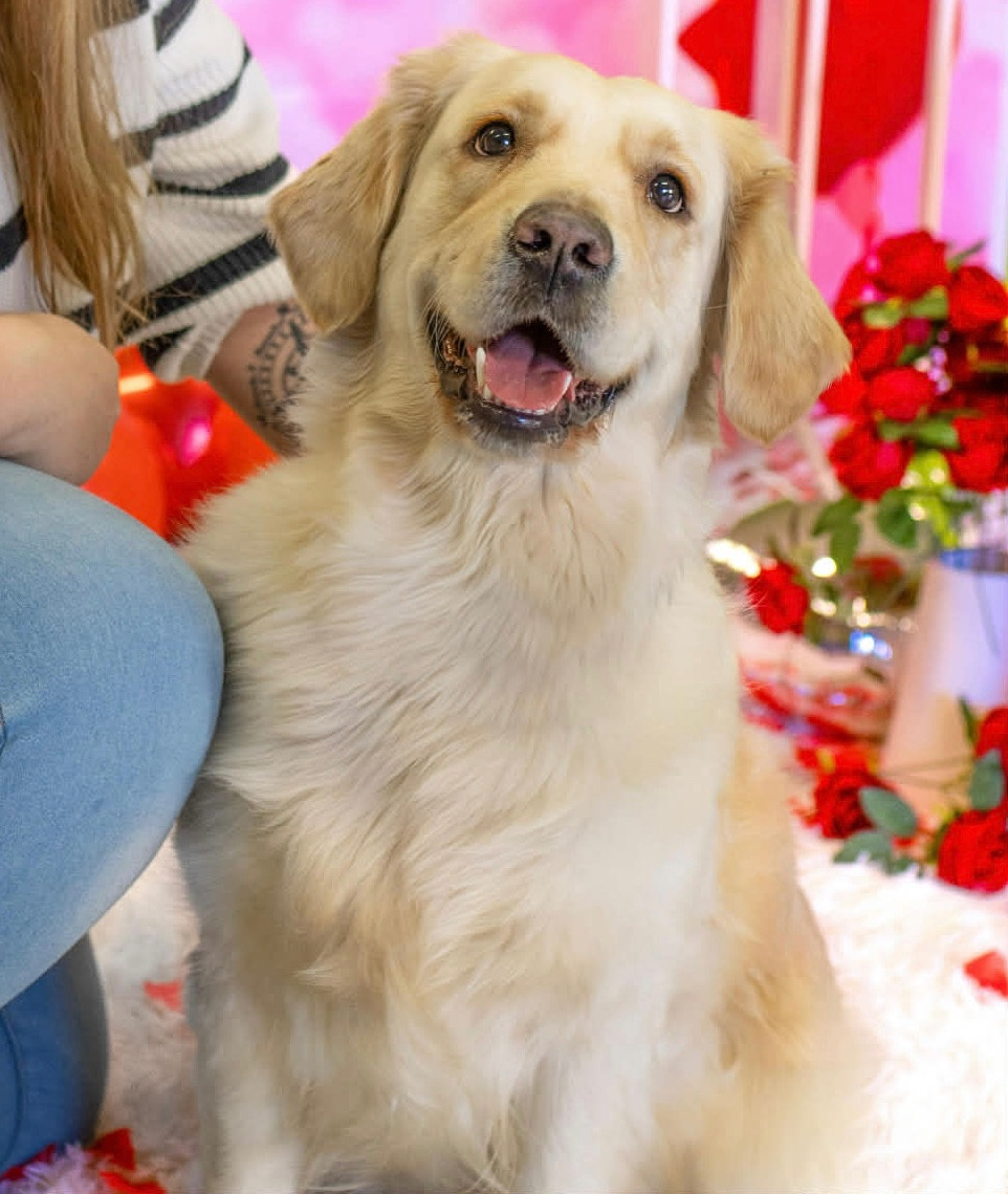 V'perla Des Lords Du Nord